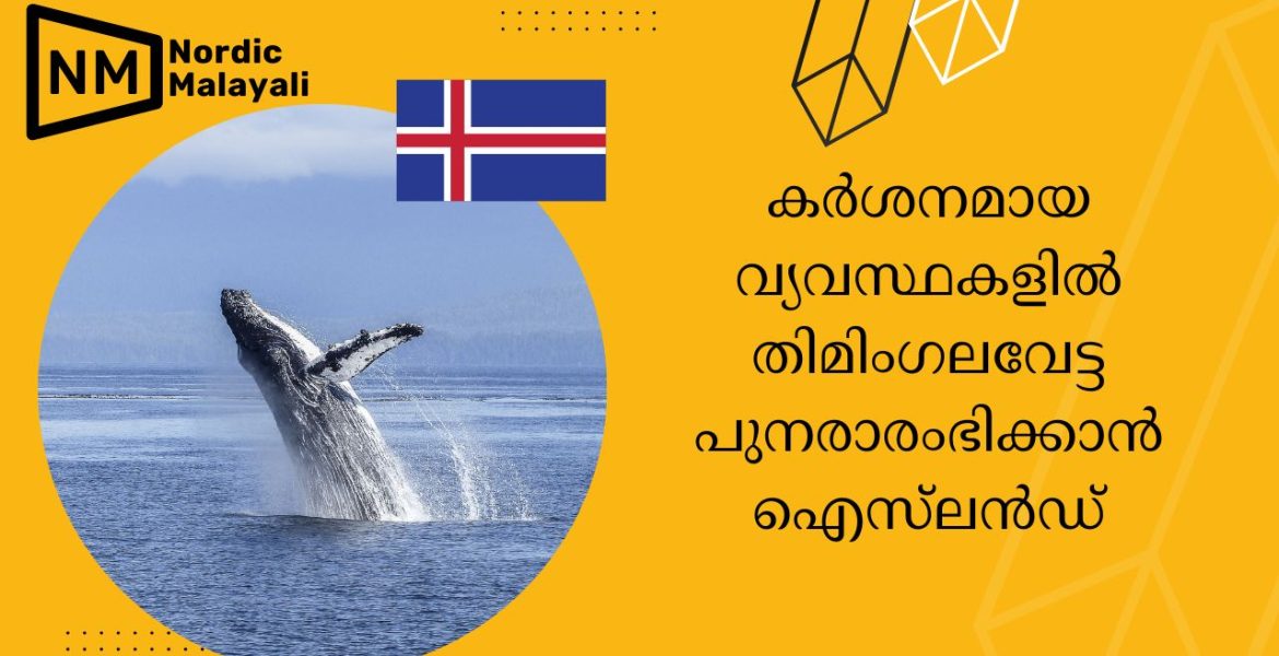 whaling to resume in Iceland