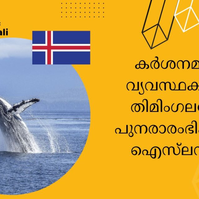 whaling to resume in Iceland